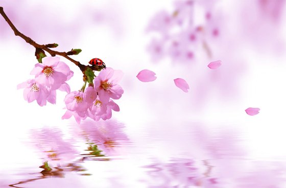 《执念之桃花诺》