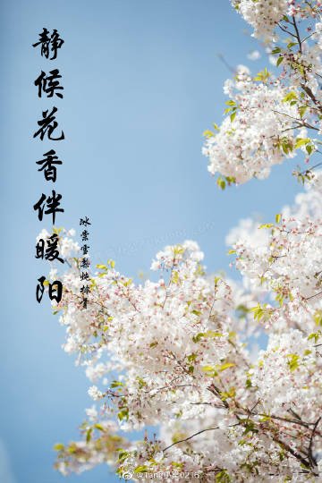 《静候花橡伴暖阳》